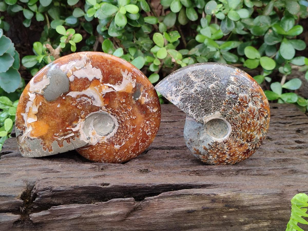 Polished Whole "Jigsaw" Opalized Cleoniceras Ammonite Fossils x 2 From Tulear, Madagascar - Toprock Gemstones and Minerals 