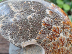 Polished Whole "Jigsaw" Opalized Cleoniceras Ammonite Fossils x 2 From Tulear, Madagascar - Toprock Gemstones and Minerals 