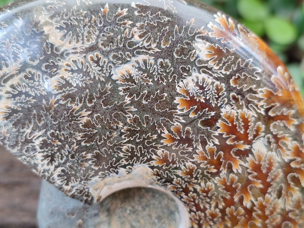 Polished Whole "Jigsaw" Opalized Cleoniceras Ammonite Fossils x 2 From Tulear, Madagascar - Toprock Gemstones and Minerals 
