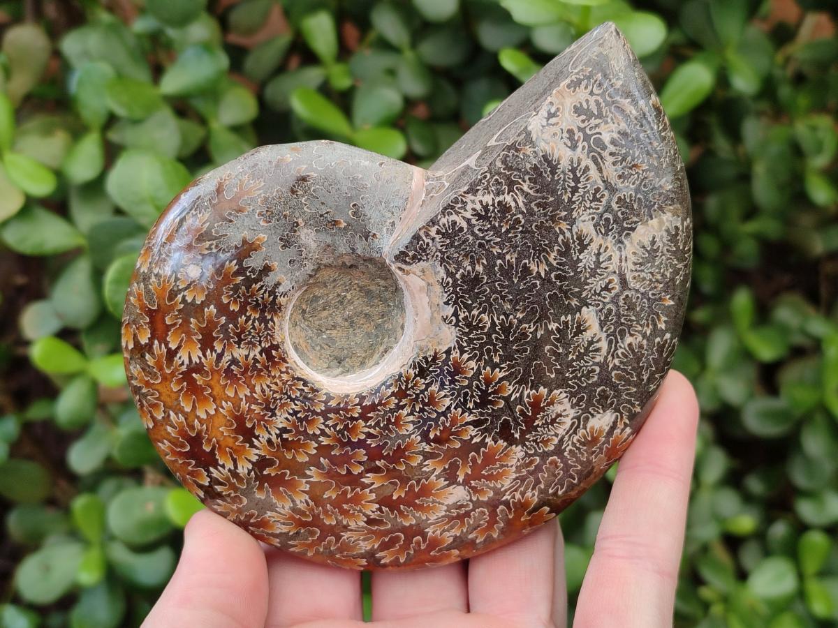 Polished Whole "Jigsaw" Opalized Cleoniceras Ammonite Fossils x 2 From Tulear, Madagascar - Toprock Gemstones and Minerals 
