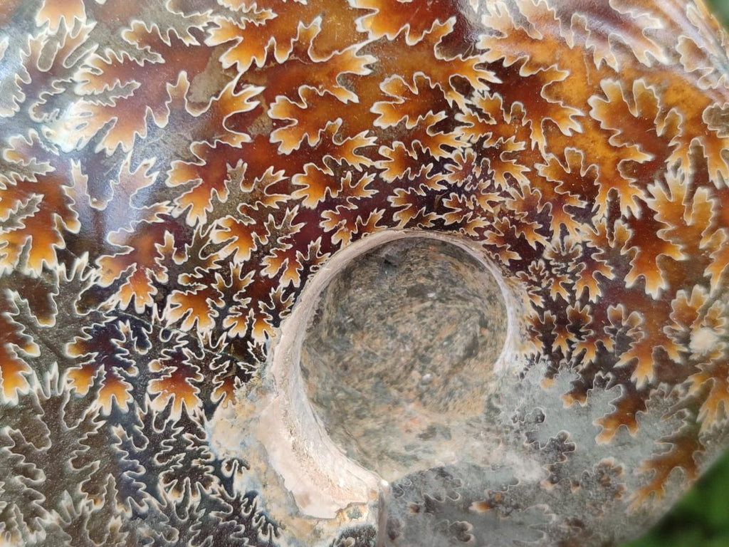 Polished Whole "Jigsaw" Opalized Cleoniceras Ammonite Fossils x 2 From Tulear, Madagascar - Toprock Gemstones and Minerals 