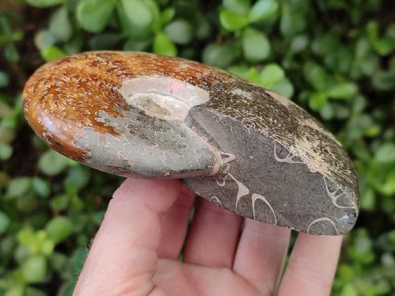 Polished Whole "Jigsaw" Opalized Cleoniceras Ammonite Fossils x 2 From Tulear, Madagascar - Toprock Gemstones and Minerals 