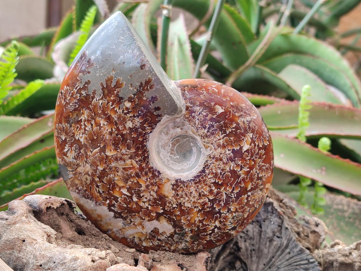 Polished Whole "Jigsaw" Opalized Cleoniceras Ammonite Fossils x 2 From Tulear, Madagascar - Toprock Gemstones and Minerals 