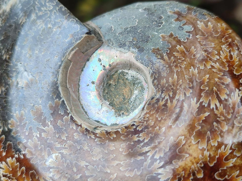 Polished Whole "Jigsaw" Opalized Cleoniceras Ammonite Fossils x 2 From Tulear, Madagascar - Toprock Gemstones and Minerals 