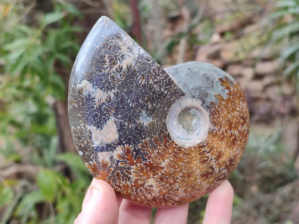 Polished Whole "Jigsaw" Opalized Cleoniceras Ammonite Fossils x 2 From Tulear, Madagascar - Toprock Gemstones and Minerals 
