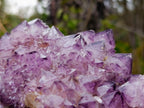 Natural XL Dark Spirit Amethyst Cluster x 1 From Boekenhouthoek, South Africa - Toprock Gemstones and Minerals 