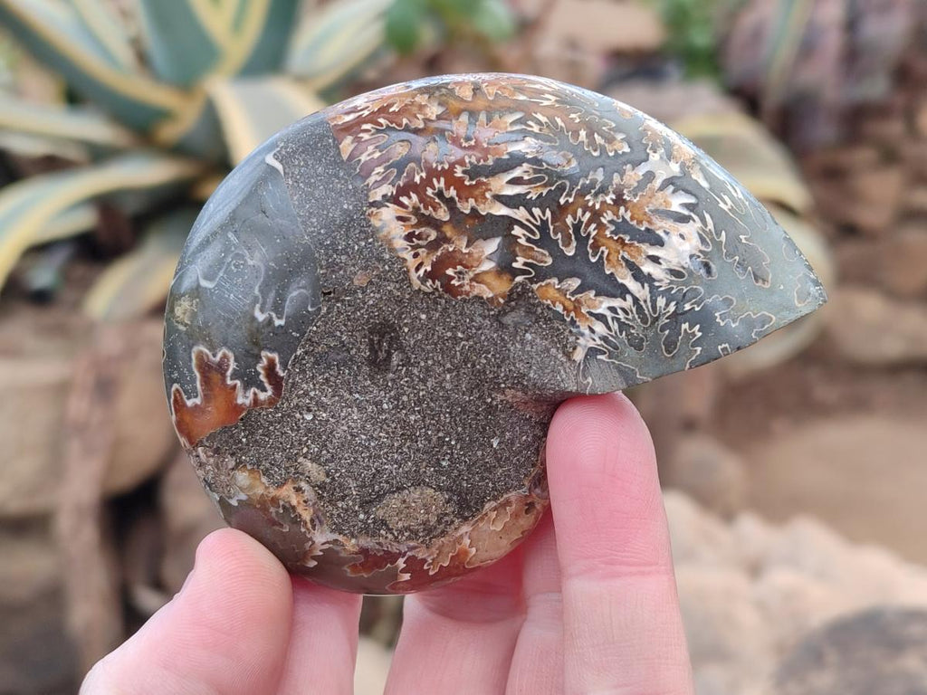 Polished Mixed Ammonite Fossil Pairs x 3 pairs From Tulear, Madagascar - Toprock Gemstones and Minerals 