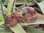Polished Mixed Ammonite Fossil Pairs x 3 pairs From Tulear, Madagascar - Toprock Gemstones and Minerals 