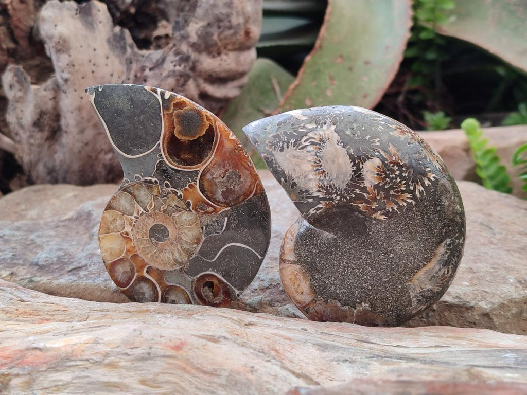 Polished Mixed Ammonite Fossil Pairs x 3 pairs From Tulear, Madagascar - Toprock Gemstones and Minerals 