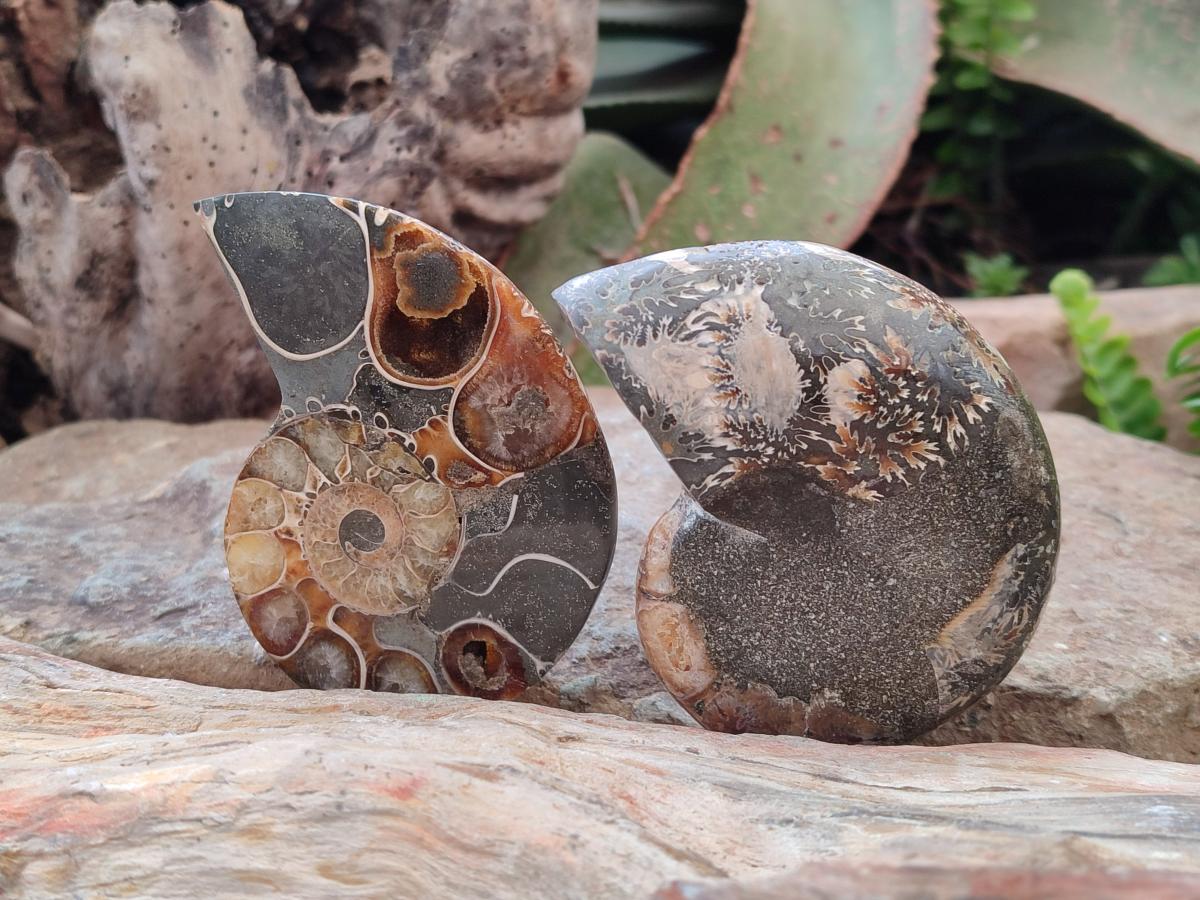 Polished Mixed Ammonite Fossil Pairs x 3 pairs From Tulear, Madagascar - Toprock Gemstones and Minerals 