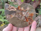 Polished Mixed Ammonite Fossil Pairs x 3 pairs From Tulear, Madagascar - Toprock Gemstones and Minerals 