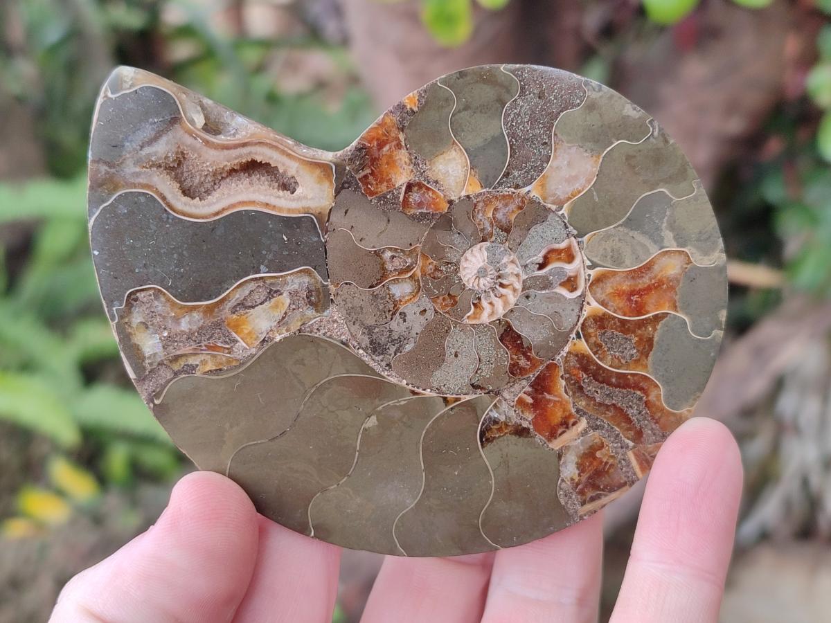 Polished Mixed Ammonite Fossil Pairs x 3 pairs From Tulear, Madagascar - Toprock Gemstones and Minerals 