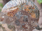 Polished Mixed Ammonite Fossil Pairs x 3 pairs From Tulear, Madagascar - Toprock Gemstones and Minerals 