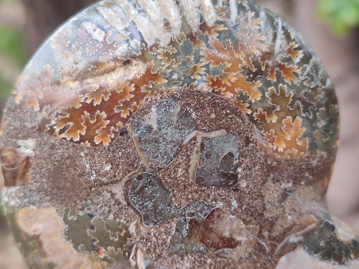 Polished Mixed Ammonite Fossil Pairs x 3 pairs From Tulear, Madagascar - Toprock Gemstones and Minerals 