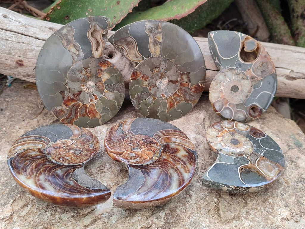 Polished Mixed Ammonite Fossil Pairs x 3 pairs From Tulear, Madagascar - Toprock Gemstones and Minerals 