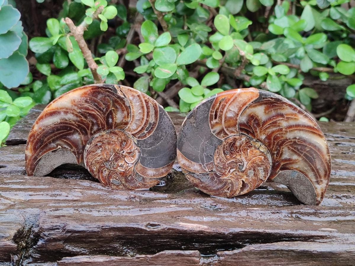Polished Mixed Ammonite Fossil Pairs x 3 pairs From Tulear, Madagascar - Toprock Gemstones and Minerals 