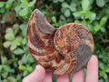Polished Mixed Ammonite Fossil Pairs x 3 pairs From Tulear, Madagascar - Toprock Gemstones and Minerals 
