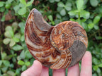 Polished Mixed Ammonite Fossil Pairs x 3 pairs From Tulear, Madagascar - Toprock Gemstones and Minerals 