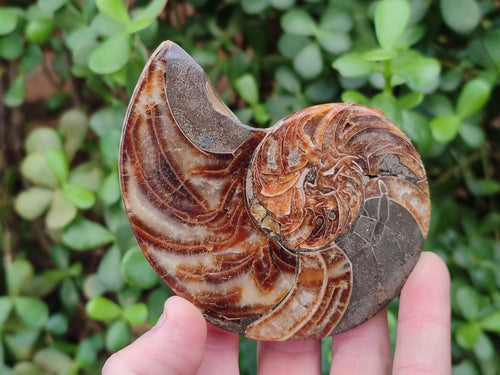 Polished Mixed Ammonite Fossil Pairs x 3 pairs From Tulear, Madagascar - Toprock Gemstones and Minerals 
