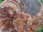 Polished Mixed Ammonite Fossil Pairs x 3 pairs From Tulear, Madagascar - Toprock Gemstones and Minerals 