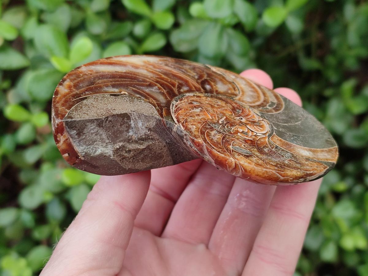 Polished Mixed Ammonite Fossil Pairs x 3 pairs From Tulear, Madagascar - Toprock Gemstones and Minerals 