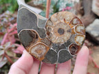 Polished Mixed Ammonite Fossil Pairs x 3 pairs From Tulear, Madagascar - Toprock Gemstones and Minerals 