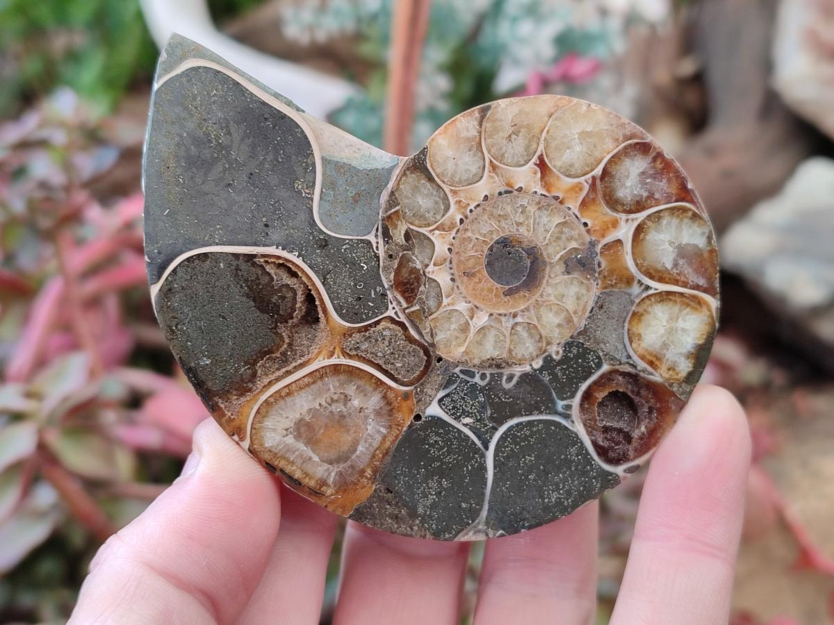 Polished Mixed Ammonite Fossil Pairs x 3 pairs From Tulear, Madagascar - Toprock Gemstones and Minerals 