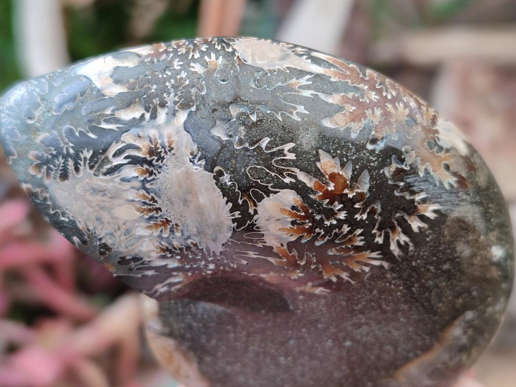 Polished Mixed Ammonite Fossil Pairs x 3 pairs From Tulear, Madagascar - Toprock Gemstones and Minerals 