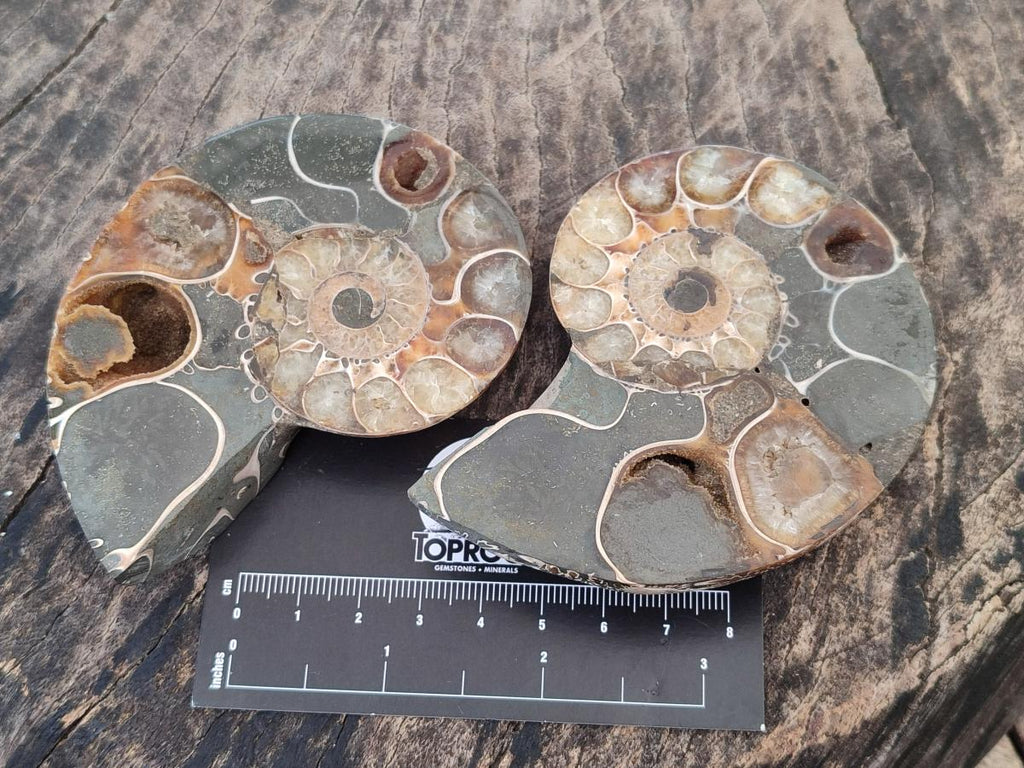 Polished Mixed Ammonite Fossil Pairs x 3 pairs From Tulear, Madagascar - Toprock Gemstones and Minerals 