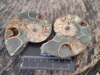 Polished Mixed Ammonite Fossil Pairs x 3 pairs From Tulear, Madagascar - Toprock Gemstones and Minerals 