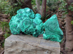 Natural Botryoidal Malachite Specimens x 2 From Congo - Toprock Gemstones and Minerals 
