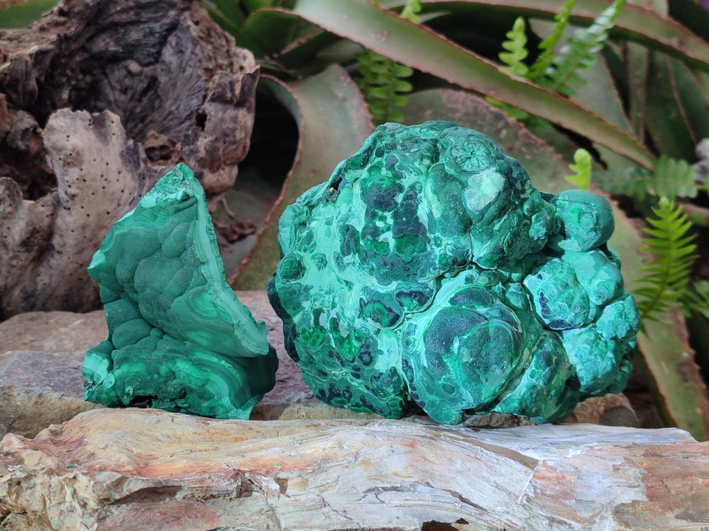 Natural Botryoidal Malachite Specimens x 2 From Congo - Toprock Gemstones and Minerals 