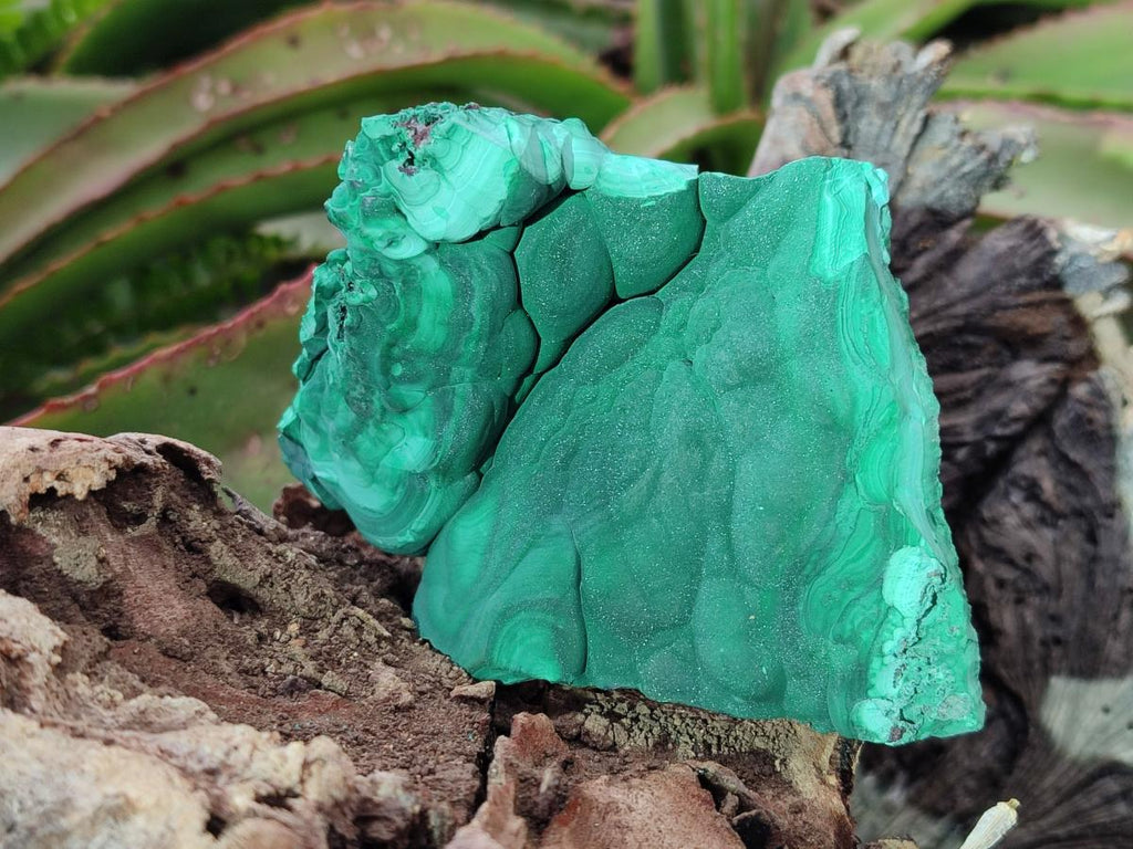 Natural Botryoidal Malachite Specimens x 2 From Congo - Toprock Gemstones and Minerals 
