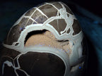Polished and Natural Large Septerye Sauvage "Dragons Egg" Geode x 1 From Mahajanga, Madagascar - Toprock Gemstones and Minerals 