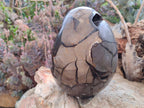 Polished and Natural Large Septerye Sauvage "Dragons Egg" Geode x 1 From Mahajanga, Madagascar - Toprock Gemstones and Minerals 