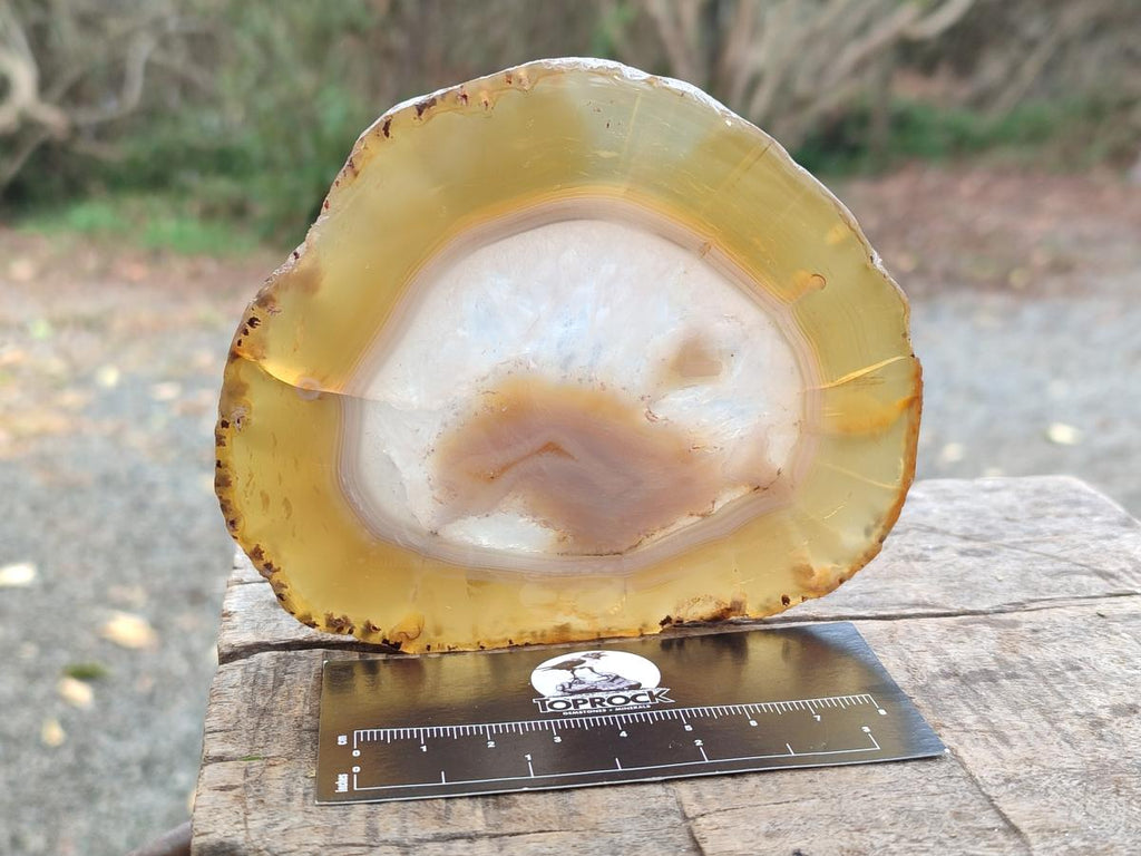 Polished and Natural Large Banded Agate Slices with Natural Edging x 6 From Madagascar - Toprock Gemstones and Minerals 
