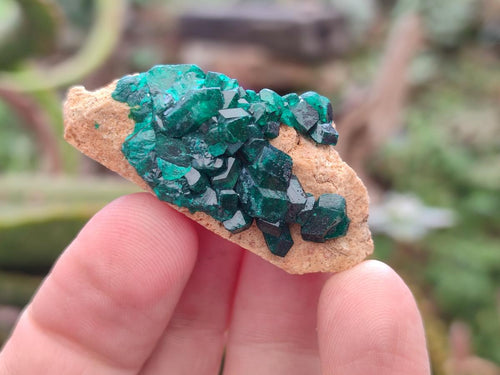 Natural Dioptase on Dolomite Specimens x 12 From Mashamba East Mine, Congo - Toprock Gemstones and Minerals 