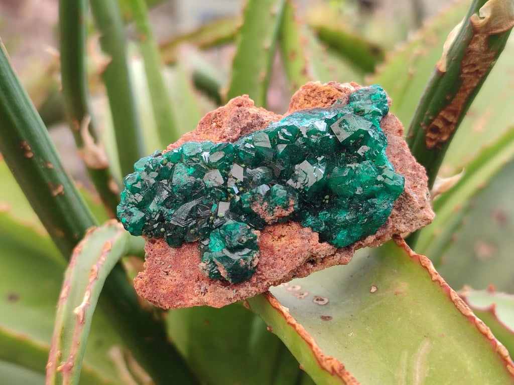 Natural Dioptase on Dolomite Specimens x 12 From Mashamba East Mine, Congo - Toprock Gemstones and Minerals 