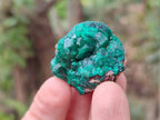 Natural Dioptase on Dolomite Specimens x 12 From Mashamba East Mine, Congo - Toprock Gemstones and Minerals 