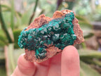 Natural Dioptase on Dolomite Specimens x 12 From Mashamba East Mine, Congo - Toprock Gemstones and Minerals 