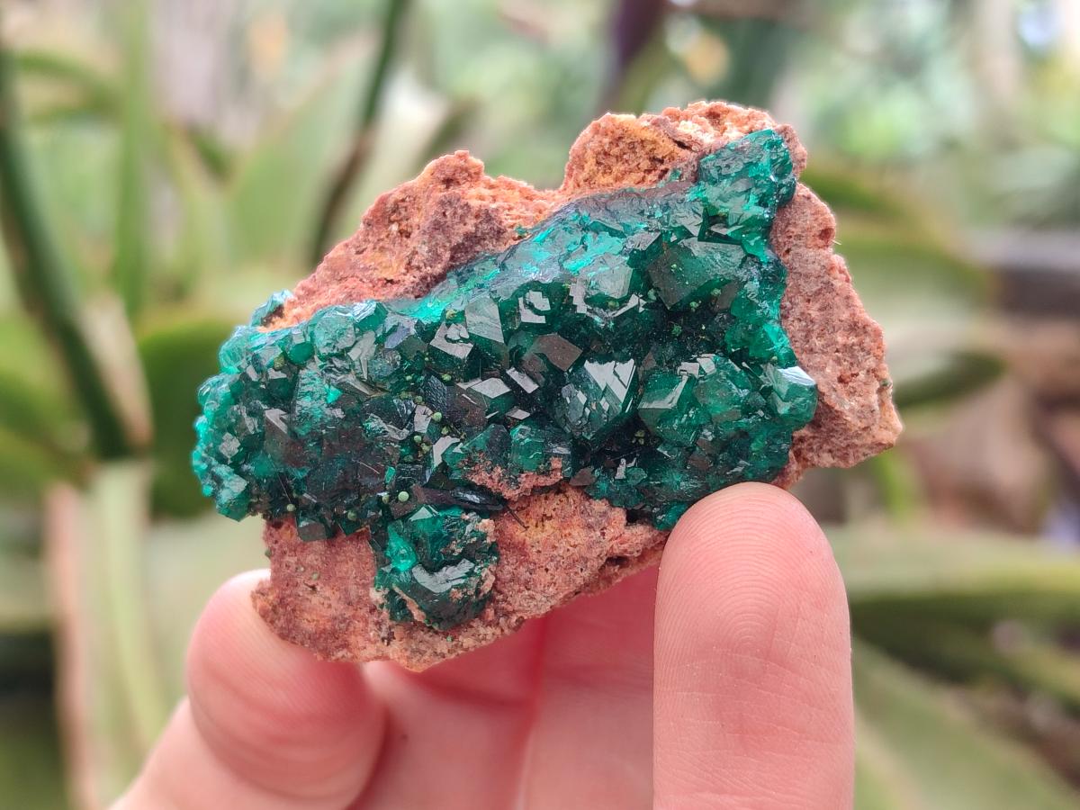 Natural Dioptase on Dolomite Specimens x 12 From Mashamba East Mine, Congo - Toprock Gemstones and Minerals 