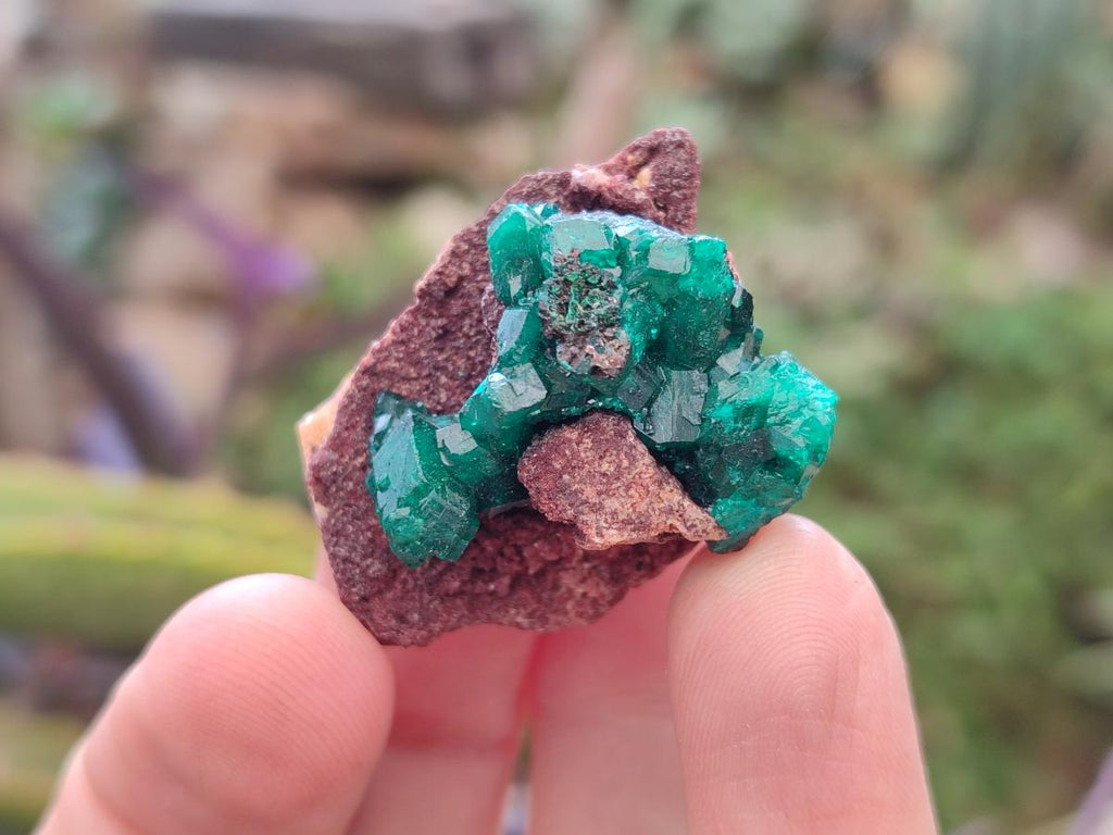 Natural Dioptase on Dolomite Specimens x 12 From Mashamba East Mine, Congo - Toprock Gemstones and Minerals 