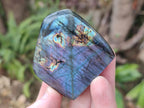 Polished Small Spectrolite Labradorite Standing Display Pieces x 15 From Madagascar - Toprock Gemstones and Minerals 