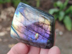Polished Small Spectrolite Labradorite Standing Display Pieces x 15 From Madagascar - Toprock Gemstones and Minerals 