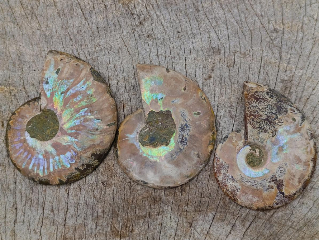 Polished and Natural Iridescent Cleoniceras Ammonite Fossil Pairs x 12 From Tulear, Madagascar