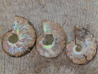 Polished and Natural Iridescent Cleoniceras Ammonite Fossil Pairs x 12 From Tulear, Madagascar