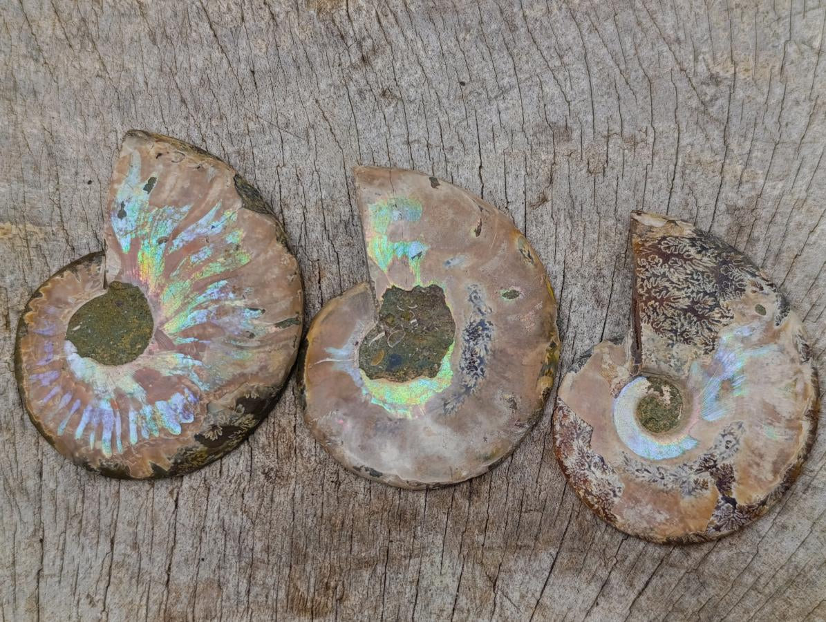 Polished and Natural Iridescent Cleoniceras Ammonite Fossil Pairs x 12 From Tulear, Madagascar
