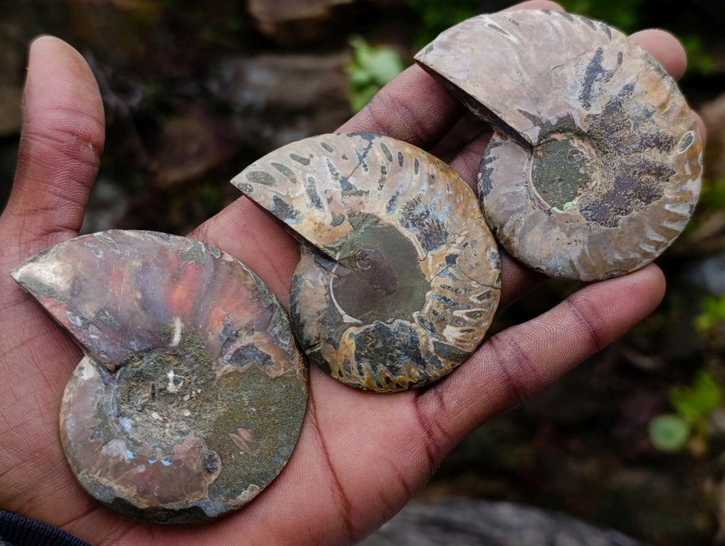 Polished and Natural Iridescent Cleoniceras Ammonite Fossil Pairs x 12 From Tulear, Madagascar