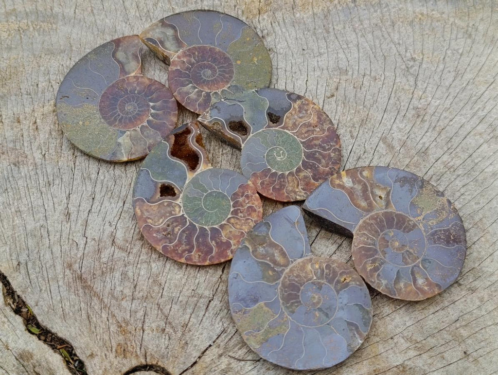 Polished and Natural Iridescent Cleoniceras Ammonite Fossil Pairs x 12 From Tulear, Madagascar