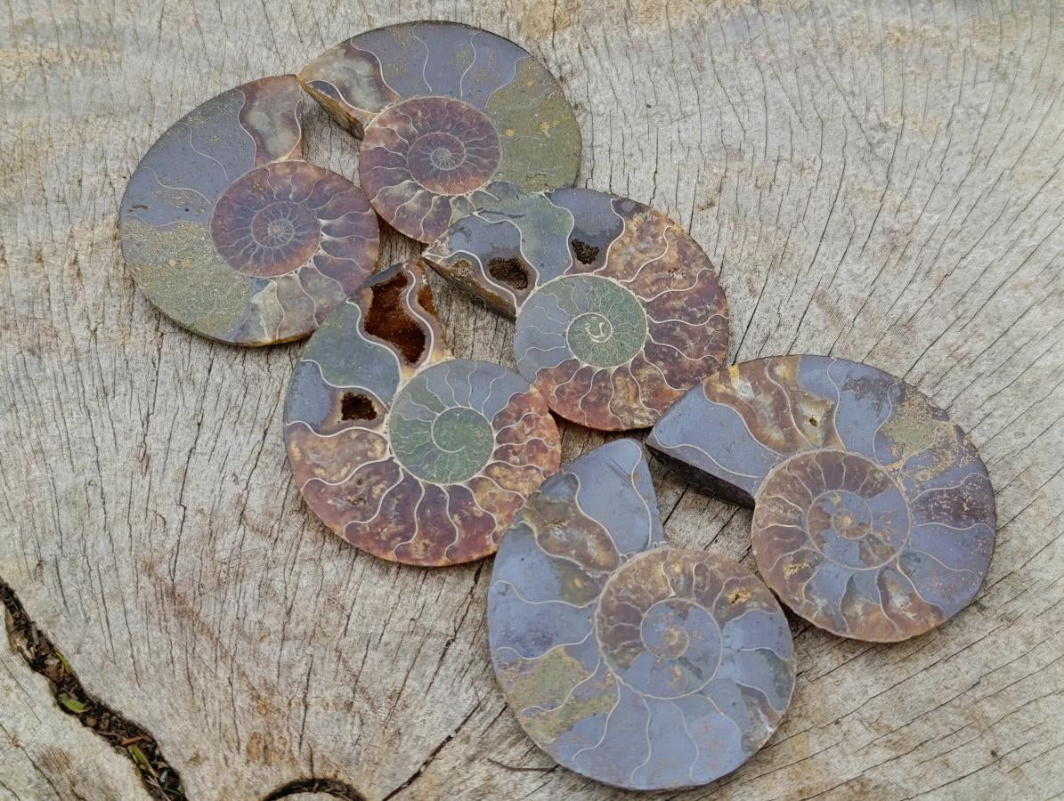 Polished and Natural Iridescent Cleoniceras Ammonite Fossil Pairs x 12 From Tulear, Madagascar